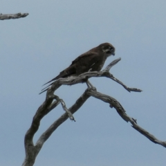 Falco berigora (Brown Falcon) at Googong, NSW - 29 Mar 2022 by Wandiyali