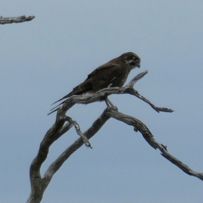 Falco berigora (Brown Falcon) at Googong, NSW - 29 Mar 2022 by Wandiyali