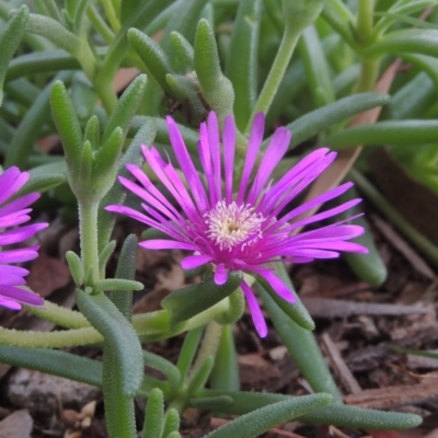 Carpobrotus aequilaterus (Angled Pigface) at Pollinator-friendly garden Conder - 24 Dec 2021 by michaelb