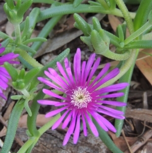 Carpobrotus aequilaterus at Conder, ACT - 24 Dec 2021