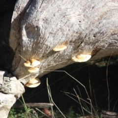 Truncospora ochroleuca at Mount Ainslie - 6 Jun 2021 by mahargiani