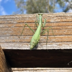 Unidentified Praying mantis (Mantodea) at Aranda, ACT - 4 Apr 2022 by KMcCue