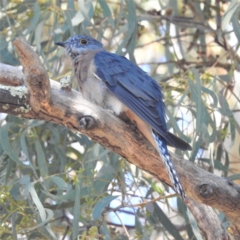 Cacomantis flabelliformis (Fan-tailed Cuckoo) at Acton, ACT - 5 Apr 2022 by HelenCross