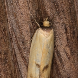 Delexocha ochrocausta at Melba, ACT - 17 Feb 2022