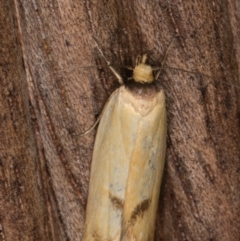 Delexocha ochrocausta (A concealer moth) at Melba, ACT - 17 Feb 2022 by kasiaaus