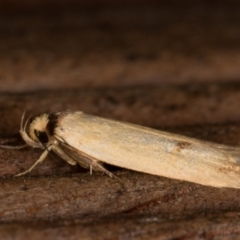 Delexocha ochrocausta at Melba, ACT - 17 Feb 2022