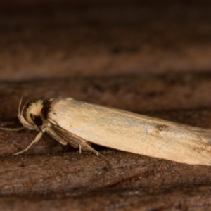 Delexocha ochrocausta at Melba, ACT - 17 Feb 2022