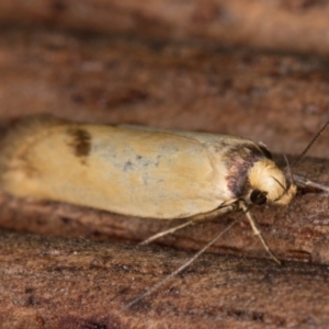 Delexocha ochrocausta at Melba, ACT - 17 Feb 2022