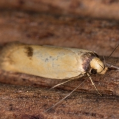 Delexocha ochrocausta at Melba, ACT - 17 Feb 2022