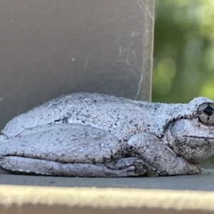 Litoria peronii at Hackett, ACT - 5 Apr 2022