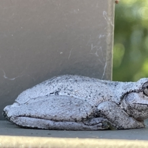 Litoria peronii at Hackett, ACT - 5 Apr 2022