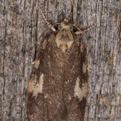 Garrha sincerella (Garrha sincerella) at Melba, ACT - 17 Feb 2022 by kasiaaus