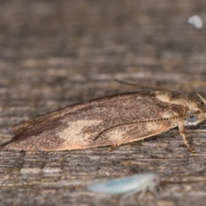 Garrha sincerella at Melba, ACT - 17 Feb 2022 09:22 PM