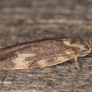 Garrha sincerella at Melba, ACT - 17 Feb 2022 09:22 PM