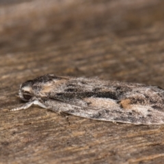 Agriophara discobola (A Flat-bodied moth (Depressidae) at Melba, ACT - 17 Feb 2022 by kasiaaus
