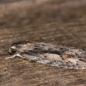 Agriophara discobola at Melba, ACT - 17 Feb 2022