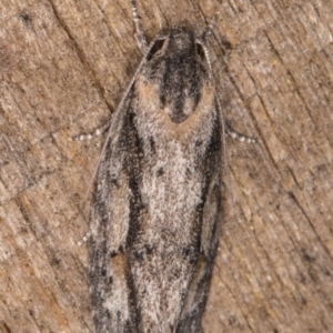 Agriophara discobola at Melba, ACT - 17 Feb 2022 09:23 PM