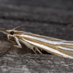 Hednota relatalis (A Crambid moth (Crambinae) at Melba, ACT - 17 Feb 2022 by kasiaaus