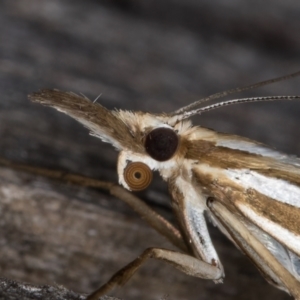 Hednota relatalis at Melba, ACT - 17 Feb 2022 09:24 PM