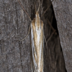 Hednota relatalis at Melba, ACT - 17 Feb 2022 09:24 PM