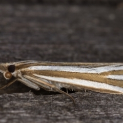 Hednota relatalis at Melba, ACT - 17 Feb 2022 09:24 PM