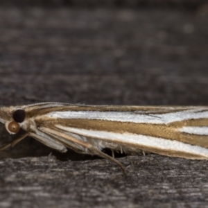 Hednota relatalis at Melba, ACT - 17 Feb 2022 09:24 PM