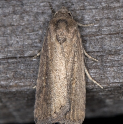 Athetis tenuis (Plain Tenuis Moth) at Melba, ACT - 17 Feb 2022 by kasiaaus