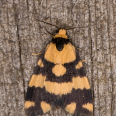 Thallarcha partita (Dark-banded Footman) at Melba, ACT - 17 Feb 2022 by kasiaaus