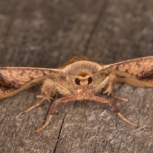 Aglaopus pyrrhata at Melba, ACT - 17 Feb 2022