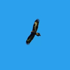Aquila audax (Wedge-tailed Eagle) at Acton, ACT - 16 Oct 2019 by SamC_ 