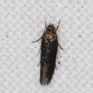 Blastobasis (genus) at Melba, ACT - 17 Feb 2022 09:34 PM