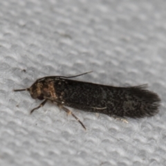 Blastobasis (genus) at Melba, ACT - 17 Feb 2022 09:34 PM