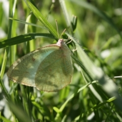 Catopsilia pyranthe (White migrant) by DavidForrester