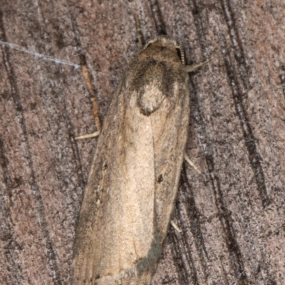 Athetis tenuis (Plain Tenuis Moth) at Melba, ACT - 17 Feb 2022 by kasiaaus