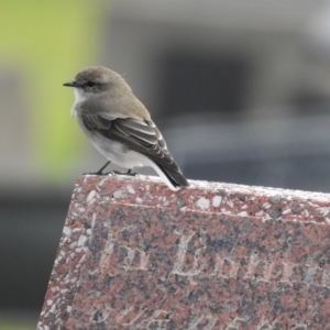 Microeca fascinans at Narooma, NSW - 29 Mar 2022 02:31 PM