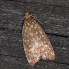 Syringoseca rhodoxantha (A Concealer moth (Wingia group)) at Melba, ACT - 18 Feb 2022 by kasiaaus