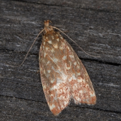 Syringoseca rhodoxantha (A concealer moth) at Melba, ACT - 17 Feb 2022 by kasiaaus