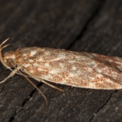 Syringoseca rhodoxantha at Melba, ACT - 18 Feb 2022