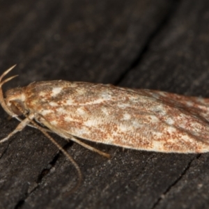 Syringoseca rhodoxantha at Melba, ACT - 18 Feb 2022 12:34 AM