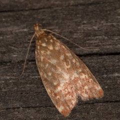 Syringoseca rhodoxantha at Melba, ACT - 18 Feb 2022