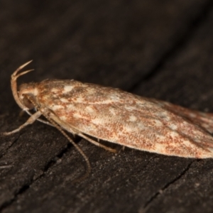 Syringoseca rhodoxantha at Melba, ACT - 18 Feb 2022 12:34 AM