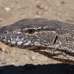 Varanus rosenbergi at Ainslie, ACT - 5 Apr 2022