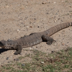 Varanus rosenbergi at Ainslie, ACT - 5 Apr 2022