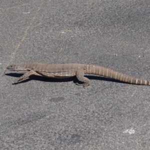 Varanus rosenbergi at Ainslie, ACT - 5 Apr 2022