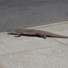 Varanus rosenbergi at Ainslie, ACT - 5 Apr 2022