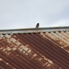 Hirundo neoxena (Welcome Swallow) at Gerogery, NSW - 4 Apr 2022 by Darcy