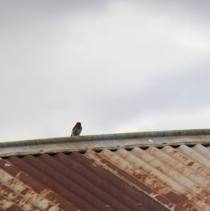 Hirundo neoxena at Gerogery, NSW - 4 Apr 2022