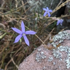 Isotoma axillaris (Australian Harebell, Showy Isotome) at Gerogery, NSW by Darcy