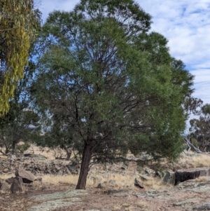 Acacia doratoxylon at Gerogery, NSW - suppressed