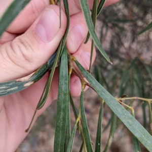 Acacia doratoxylon at suppressed - 4 Apr 2022